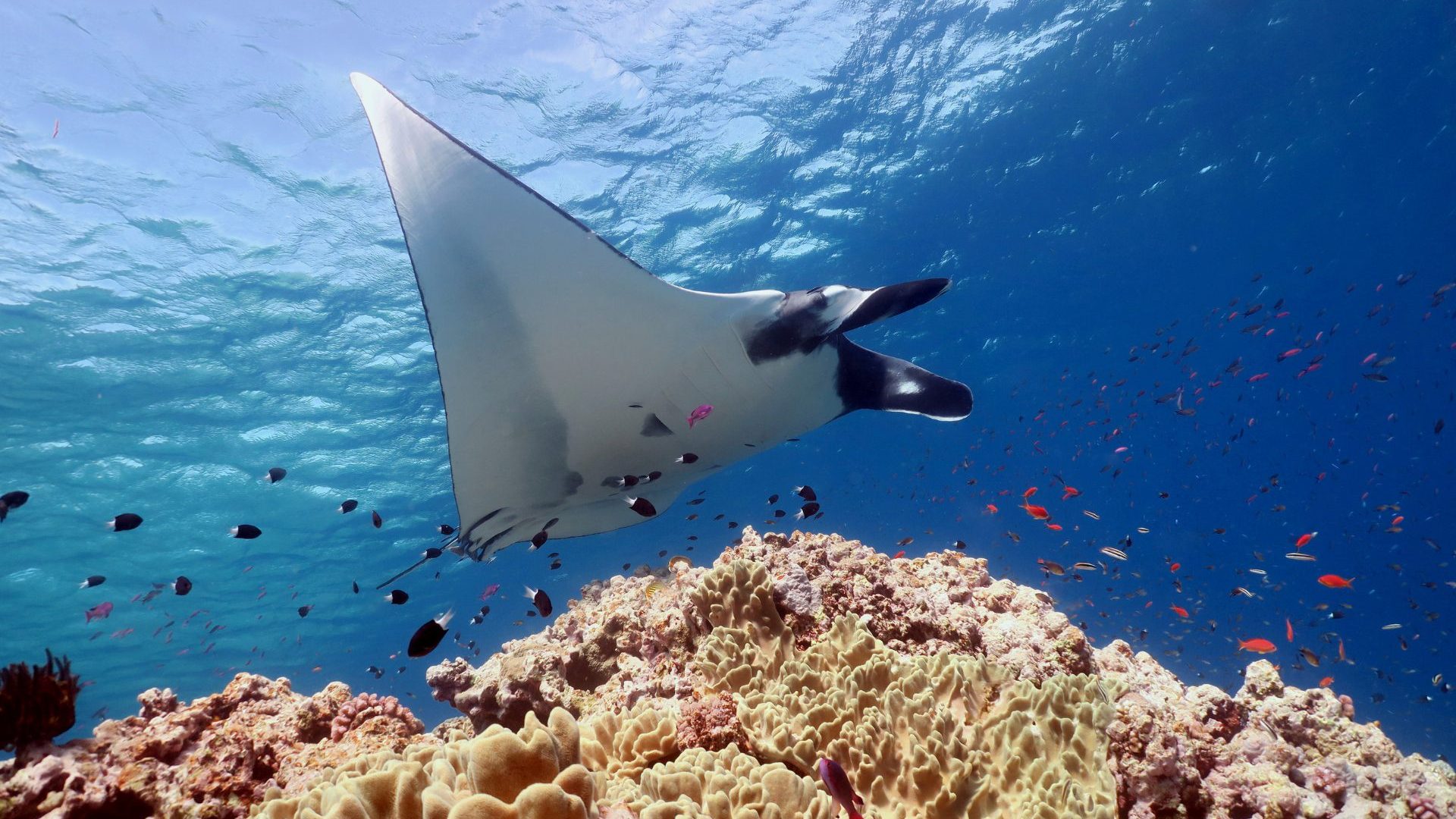 The white underbelly of a stingray floating above pink coral