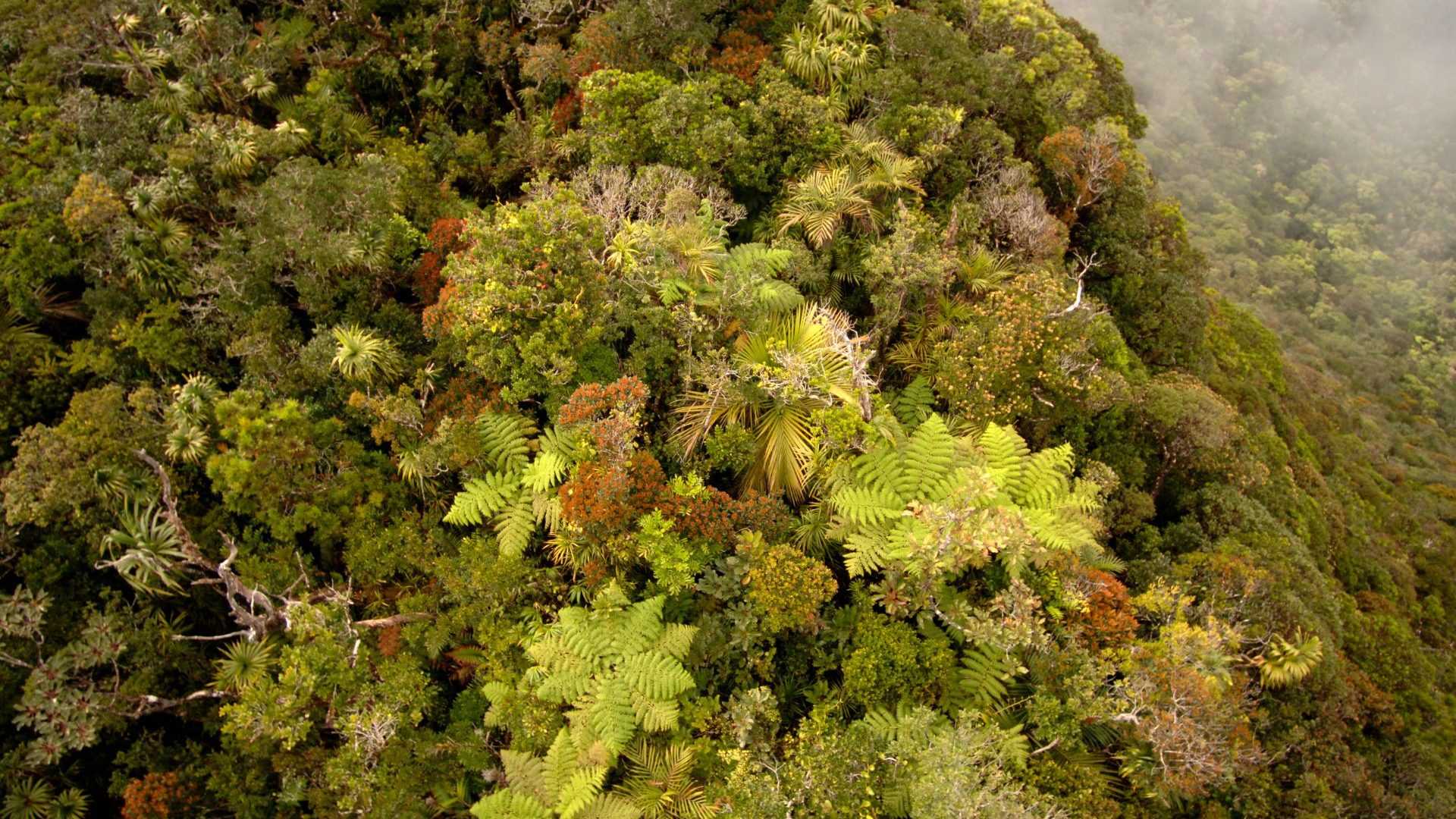 Birds-eye view of misty tropical jungle