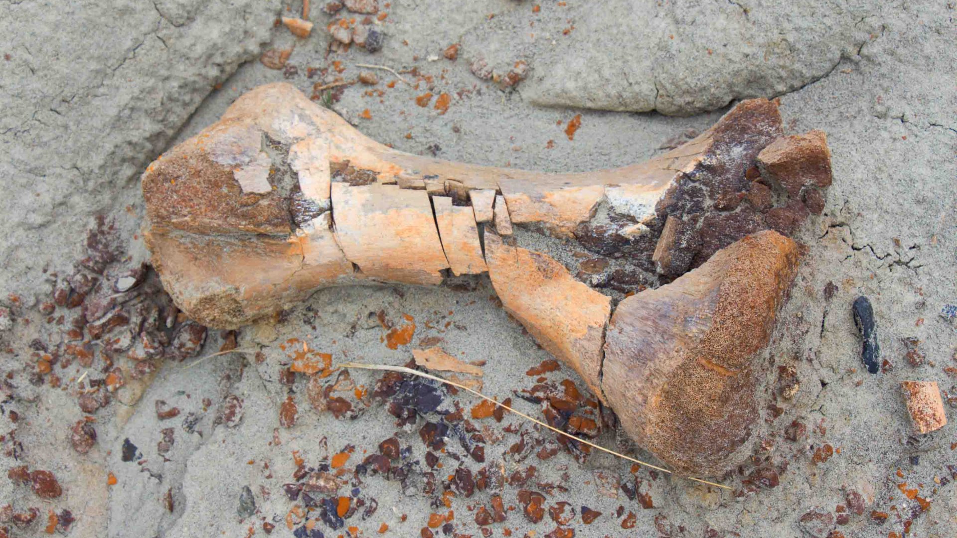 A dinosaur bone on the ground.