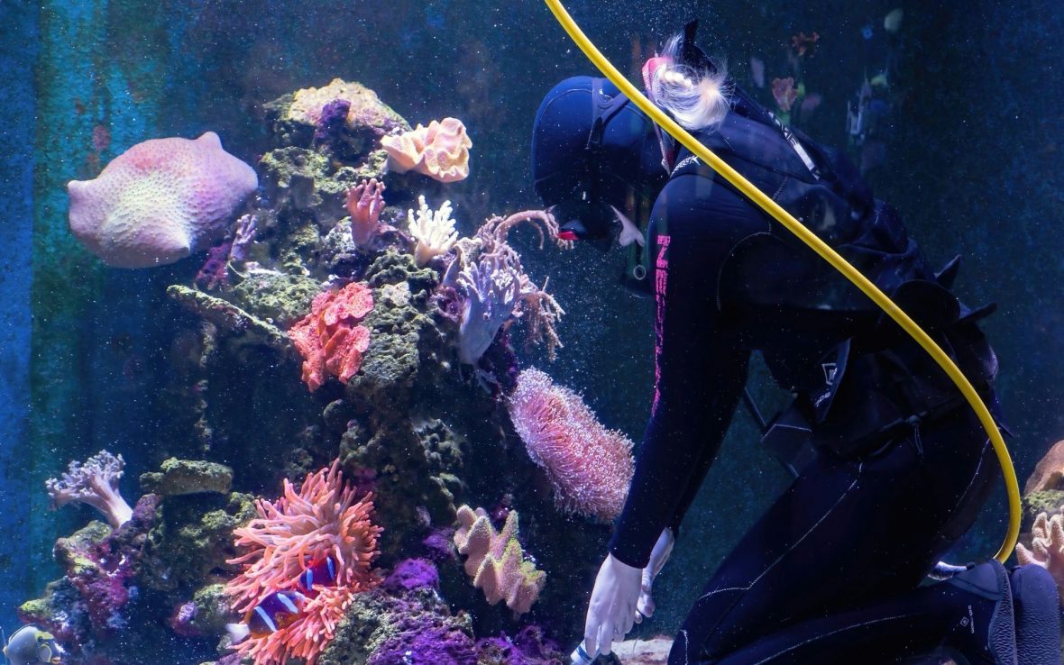 A diver examines some coral