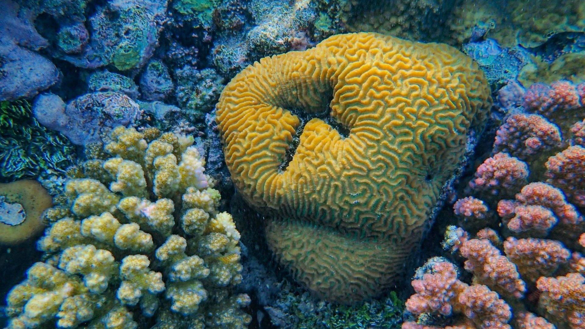 A close-up of yellow coral
