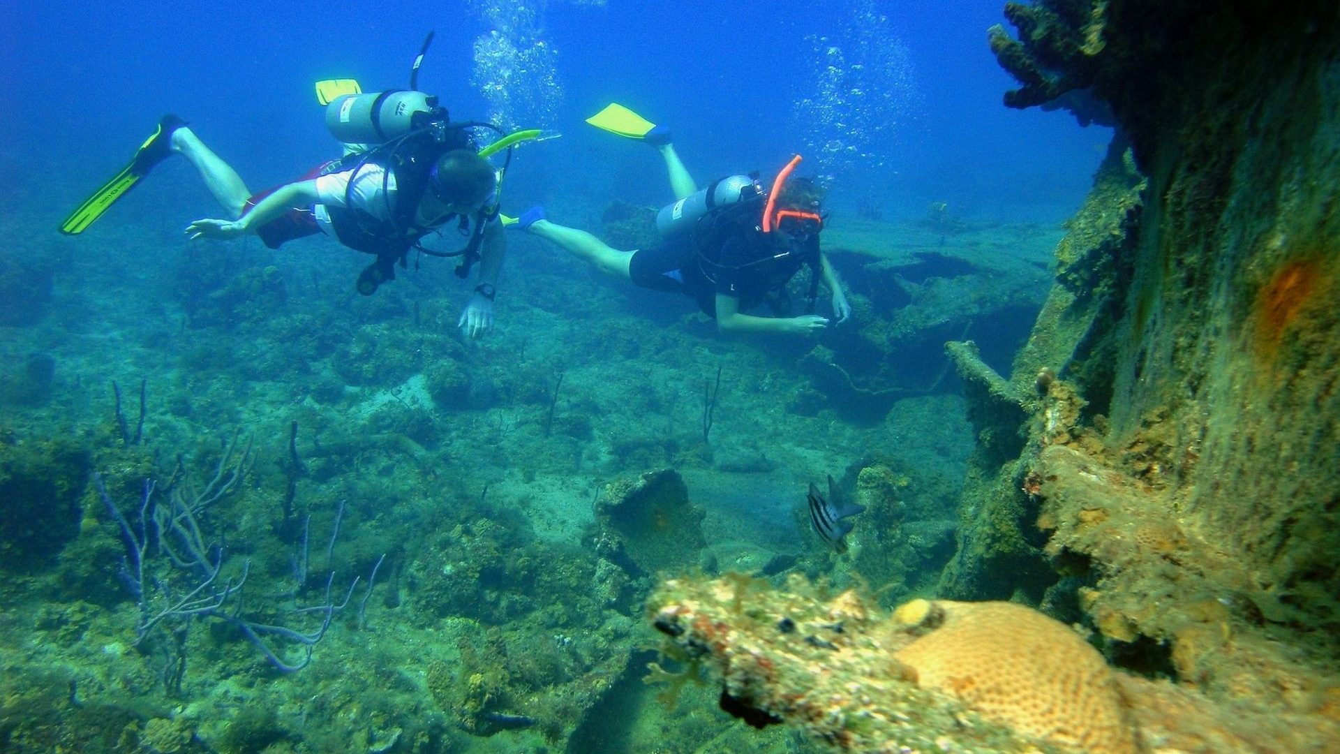 A diver examines a coral reef