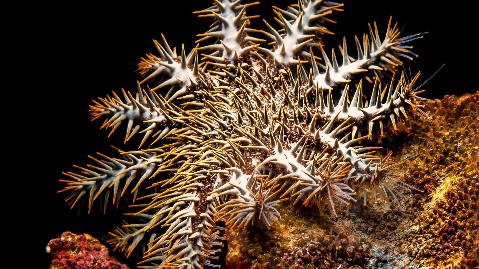 A starfish with sharp thorns.