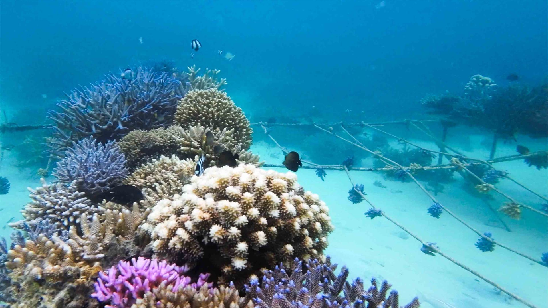Colorful coral grows successfully on mesh.