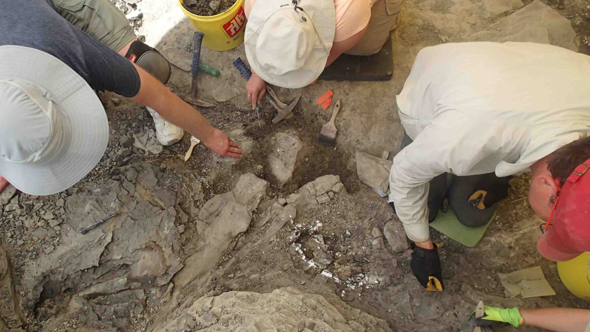 A photo taken from above of a group of people working together to unearth fossils.