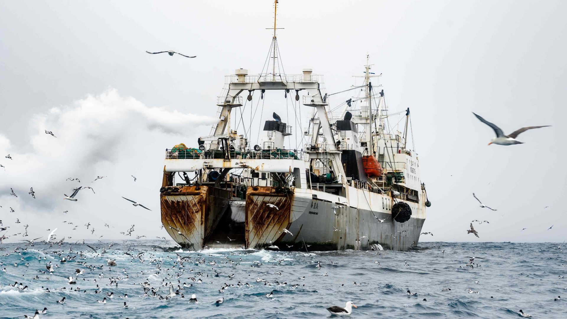 “Cooperation is what nature teaches us” and other lessons gleaned from chasing krill supertrawlers in Antarctica