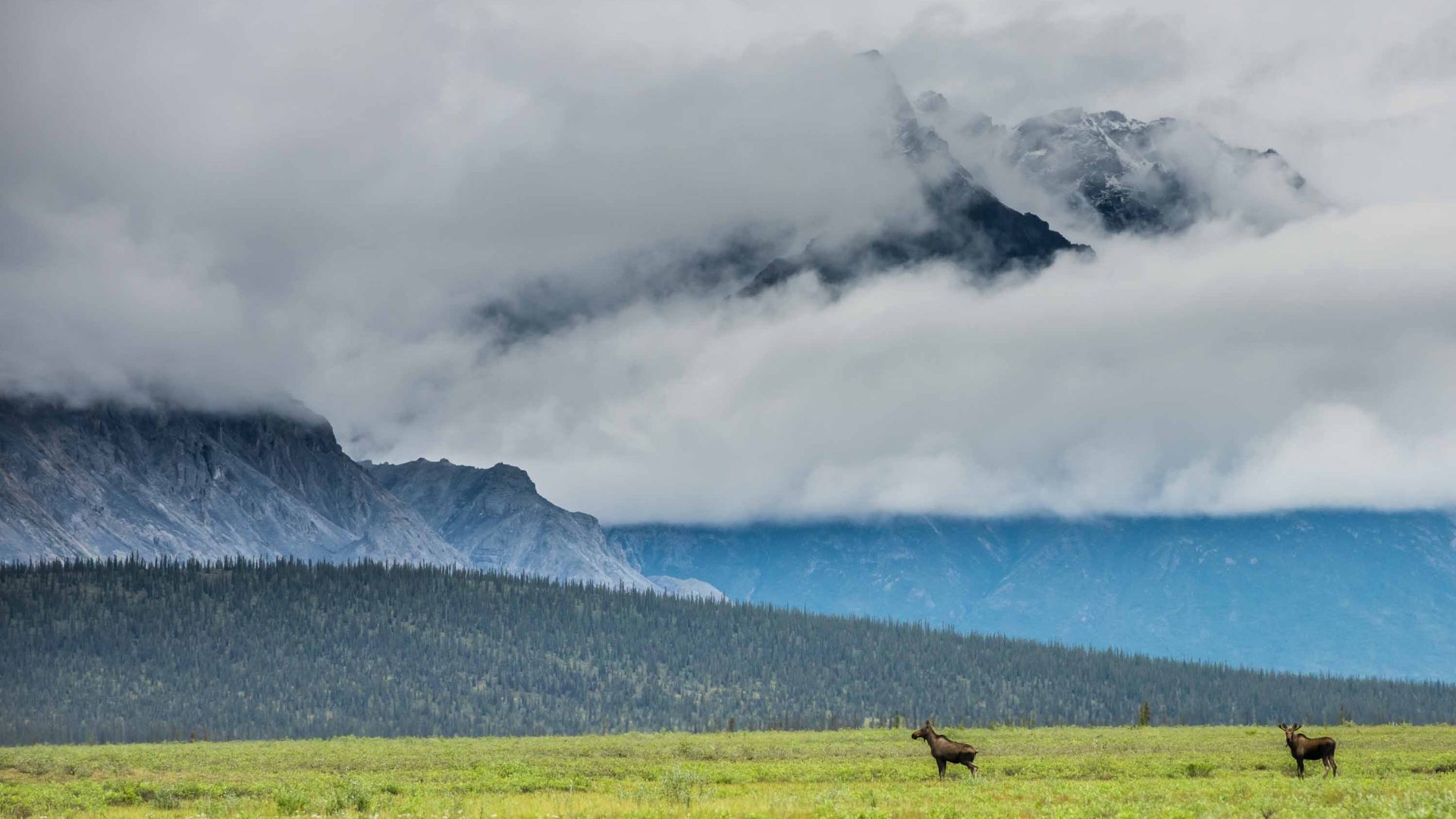 Animals graze at Arctic Refuge.