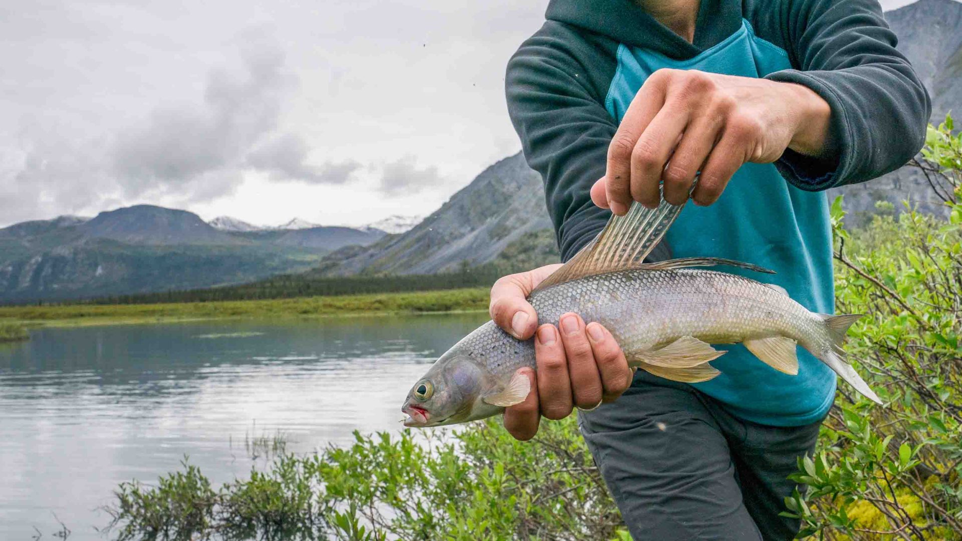 Hands hold a fish by a lake.