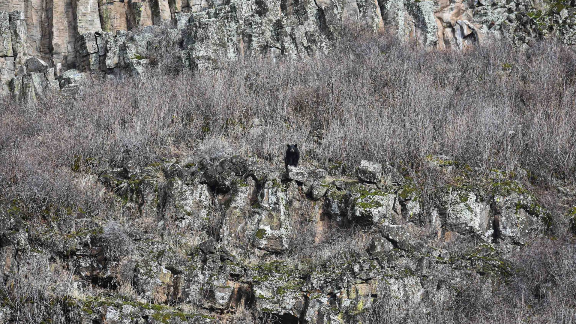A bear stands on the rocky wall.