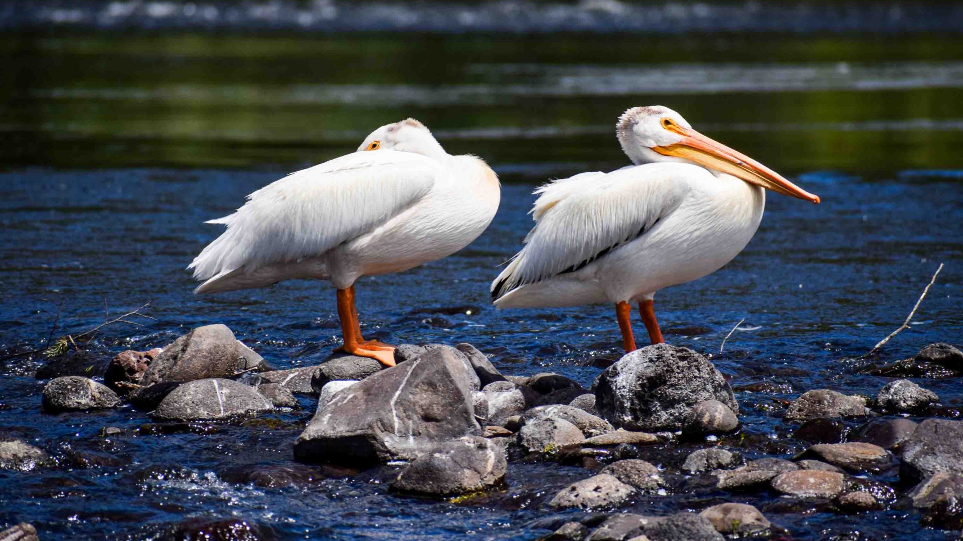 Two birds stand on rocks in the river.
