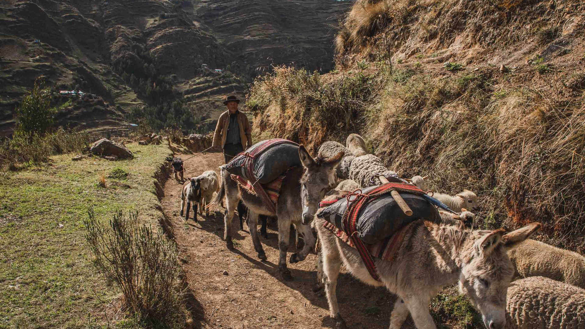 Donkeys are lead along a path.