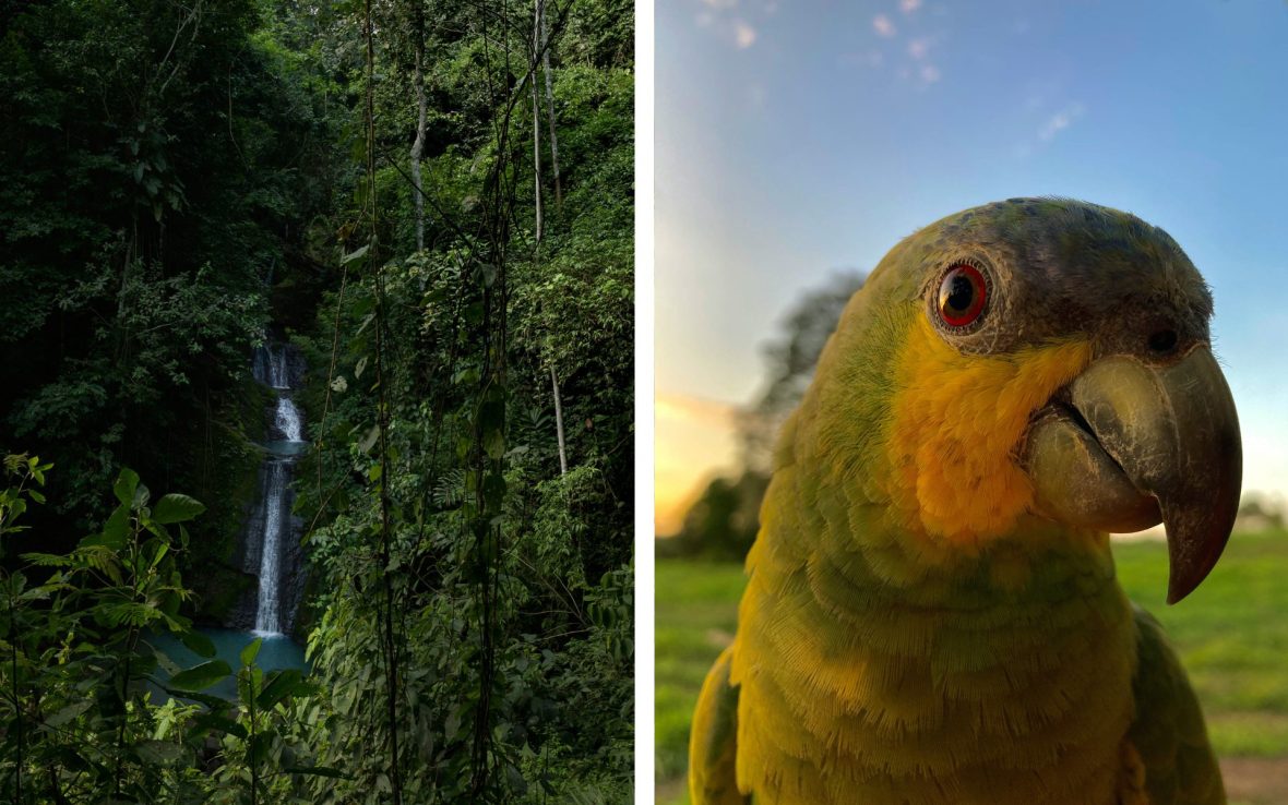 Left: Waterfall among green jungle; Right: Green and yellow parrot