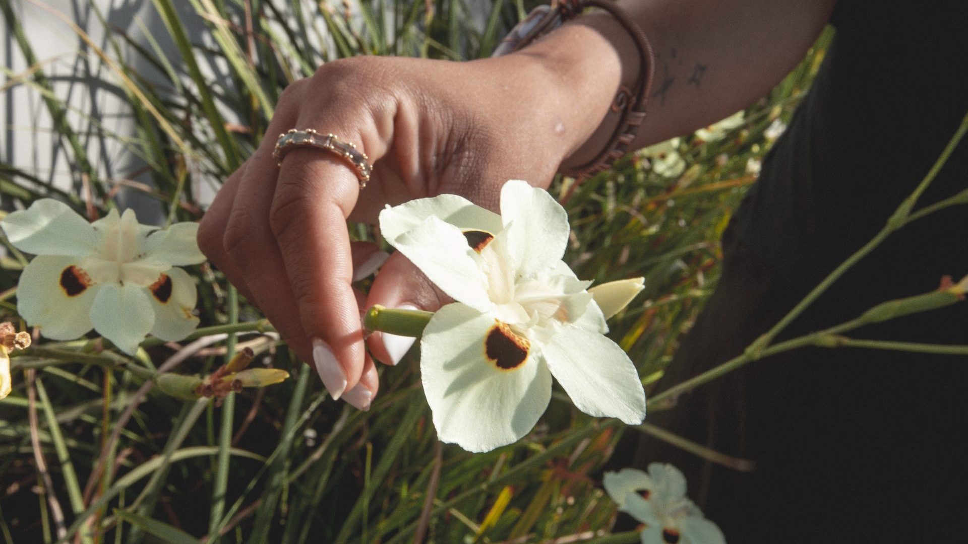 Hand holds white flower