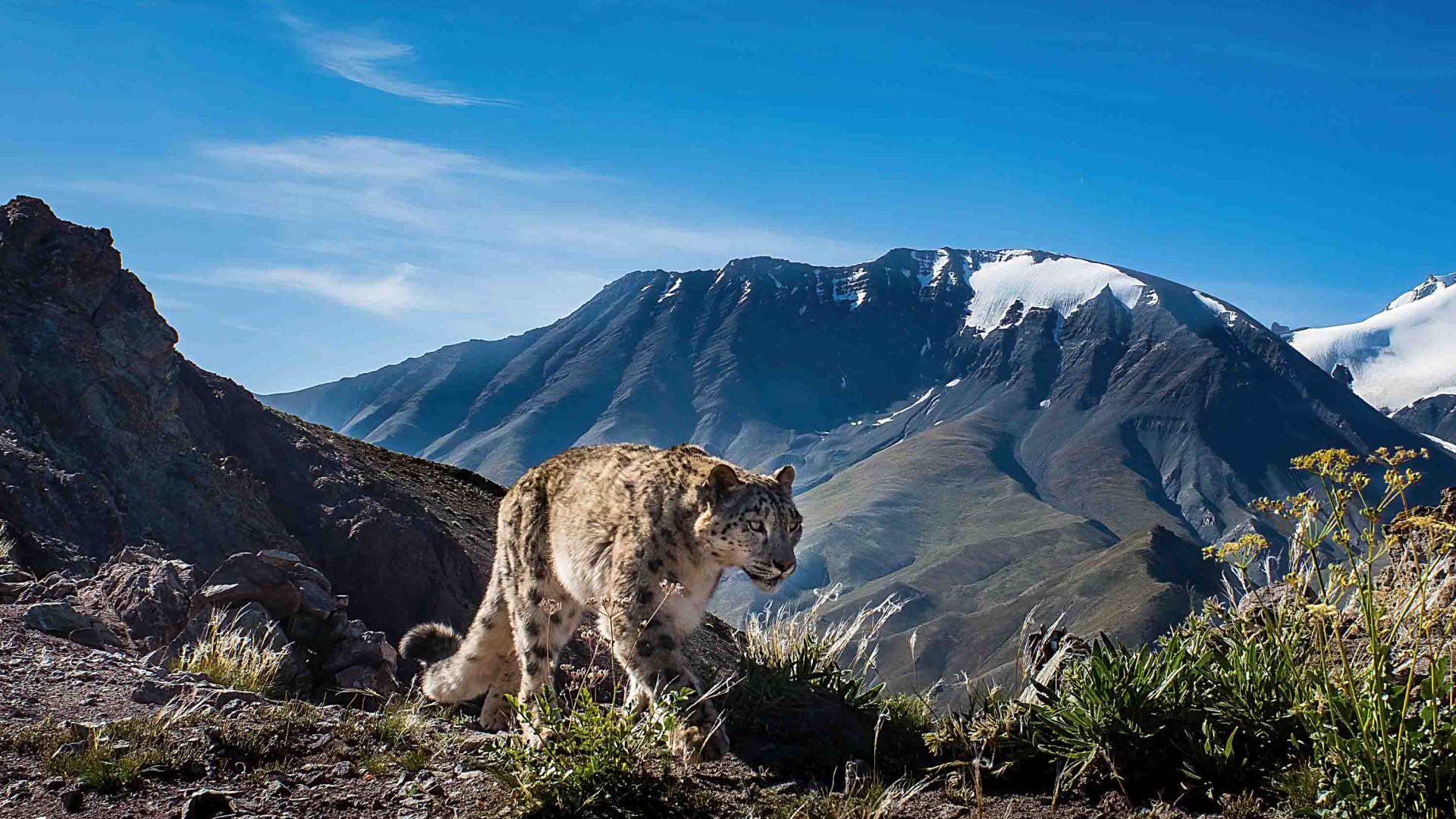 A snow leopard walks in the sun.