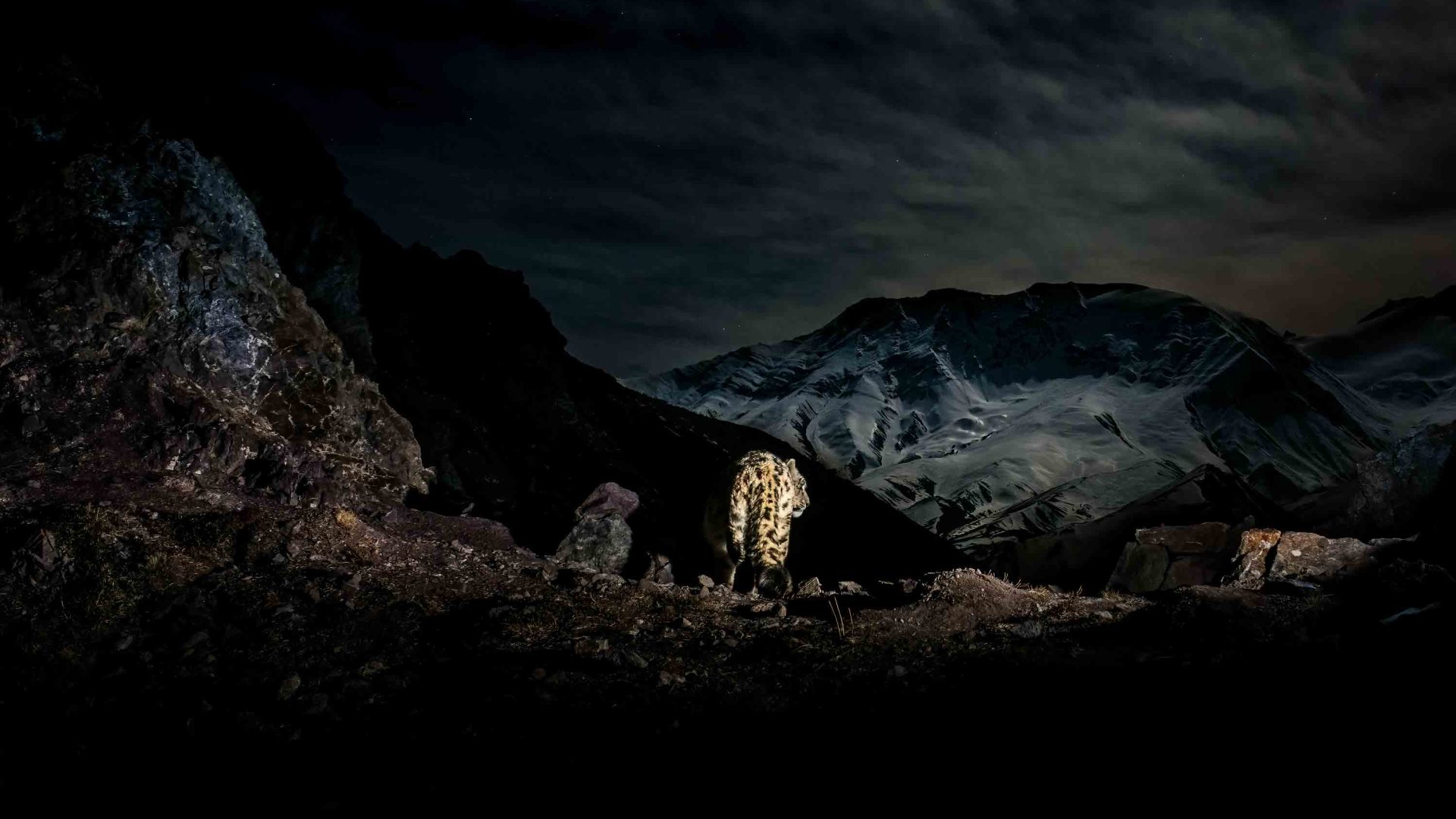 A snow leopard lit up at night has its back to the camera.
