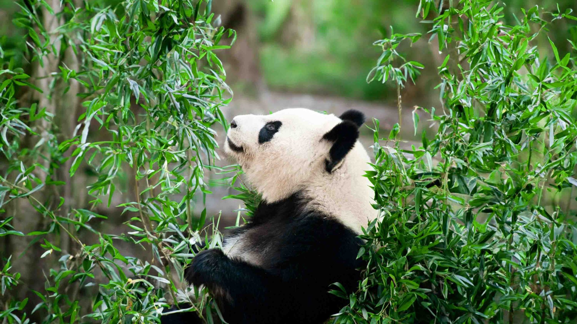 A giant panda eating bamboo.